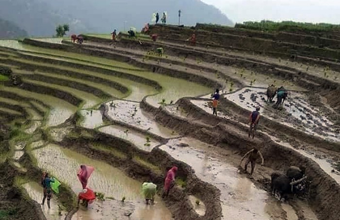 ९८ प्रतिशत रोपाइँ सकियो