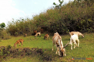 साढे ८ लाख लगानीमा मण्डनदेउपुरका किसानले थाले सामूहिक बाख्रापालन