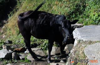 मजदूर आन्दोलनले गाईभैँसी भोकै