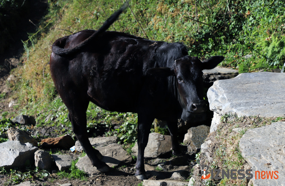 मजदूर आन्दोलनले गाईभैँसी भोकै