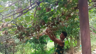 मकै फल्ने बारीमा अब किबी खेती 