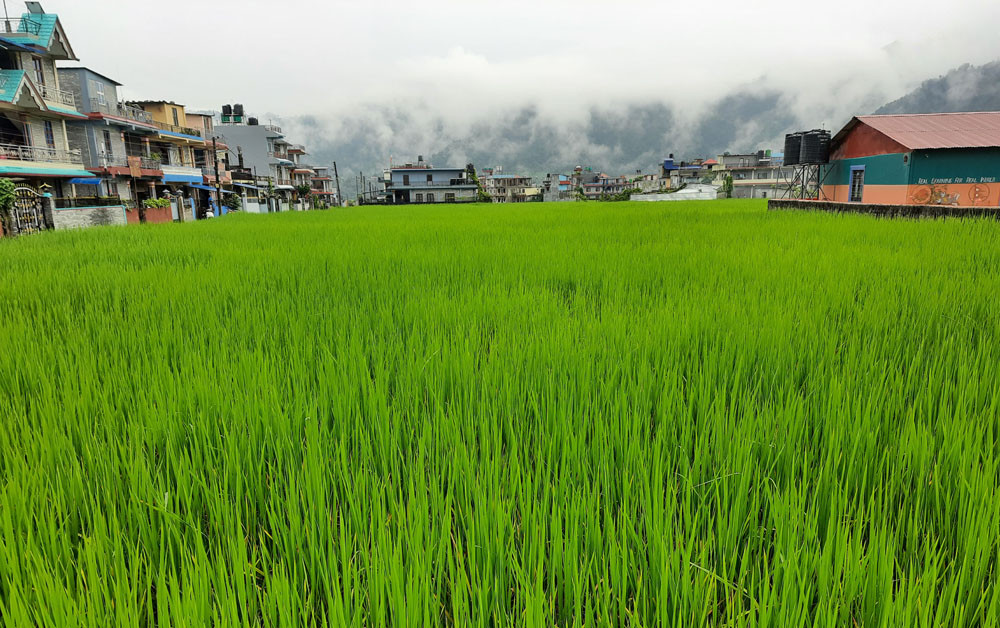 तोकियो धानको समर्थन मूल्य, प्रतिक्विन्टल १७ रुपैयाँ बढ्यो