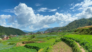 तरकारीखेती : दुःख किसानलाई नाफा बिचौलियालाई