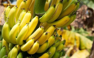 भारतीय केरा आयातमा रोक लगाउन माग, रोक नलगाए आन्दोलन गर्ने चेतावनी