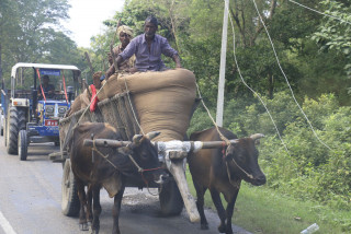 गोरू गाडाकै छ है भर...