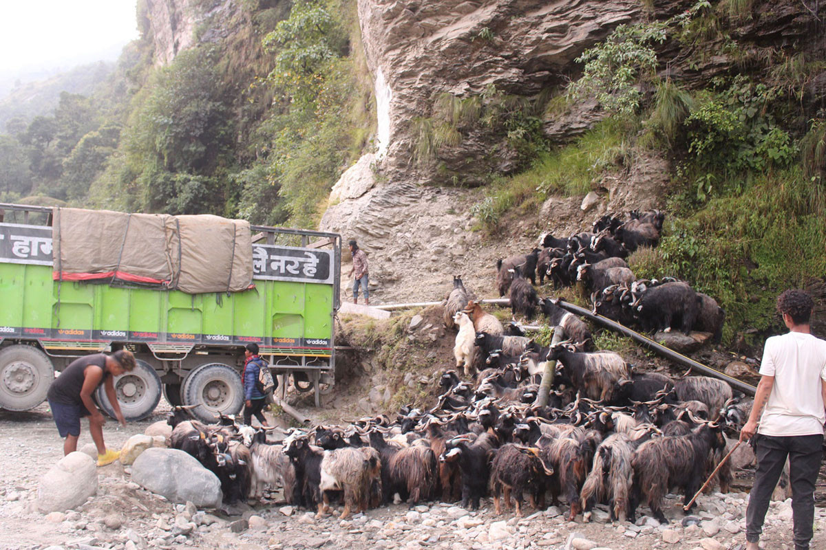 जुम्लामा भेडापालक किसानलाई गोठालो भत्ता
