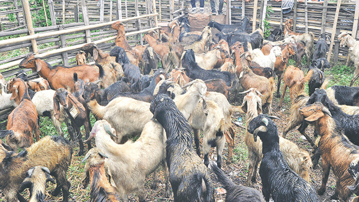 काठमाडौंमा खसीबोका बिक्री घट्यो 