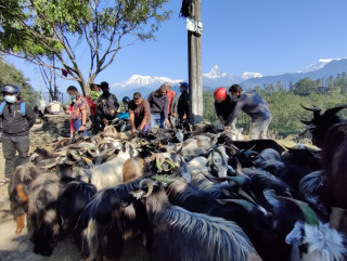 दोब्बर बढ्यो च्याङ्ग्राको मूल्य