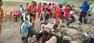 खसीबोका बिक्रीको कमाइले खुसी छन् पाल्पाका महिला