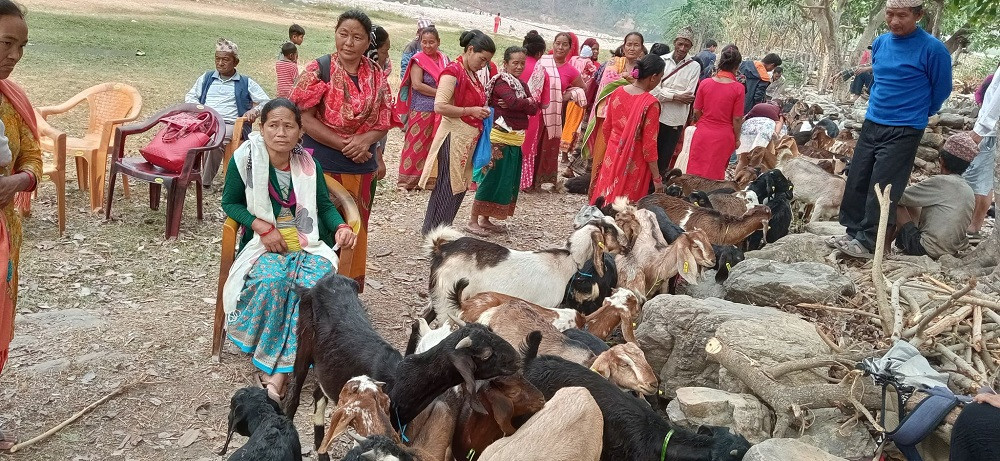 खसीबोका बिक्रीको कमाइले खुसी छन् पाल्पाका महिला
