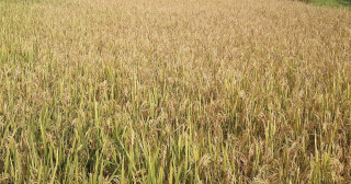 किसानलाई धान काट्न भ्याइनभ्याई    