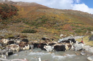 तमोर नदी तर्दै याक