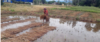 चितवनमा ३० प्रतिशत धानबालीमा क्षति