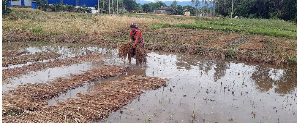 चितवनमा ३० प्रतिशत धानबालीमा क्षति