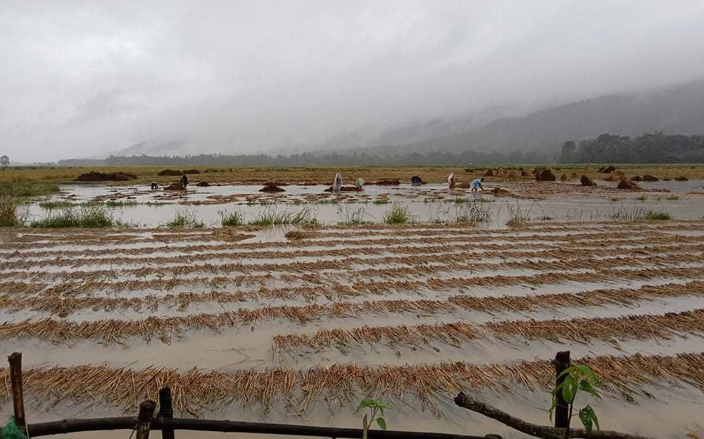 चितवनमा २५ सय हेक्टरको धानबालीमा क्षति