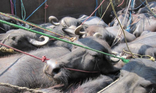 यसपलिको एसियन भैँसी सम्मेलन भर्चुअल 
