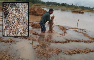 टुसाएको धानबाली देखाएर राहत माग्दै किसान