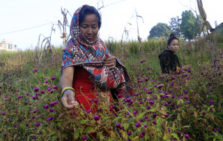 ढकमक्क मखमली,  तिहारको झल्को