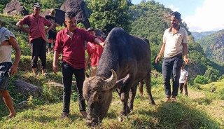 नेपालमा बेमौसमी भैँसी प्रजनन सफल
