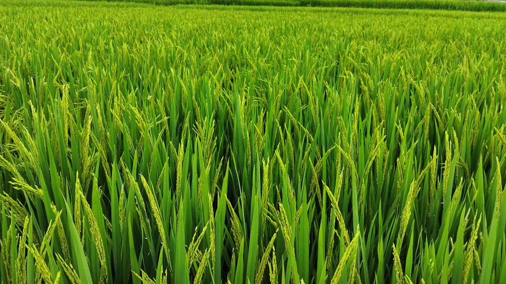 उन्नत जातले रैथाने बाली विस्थापित