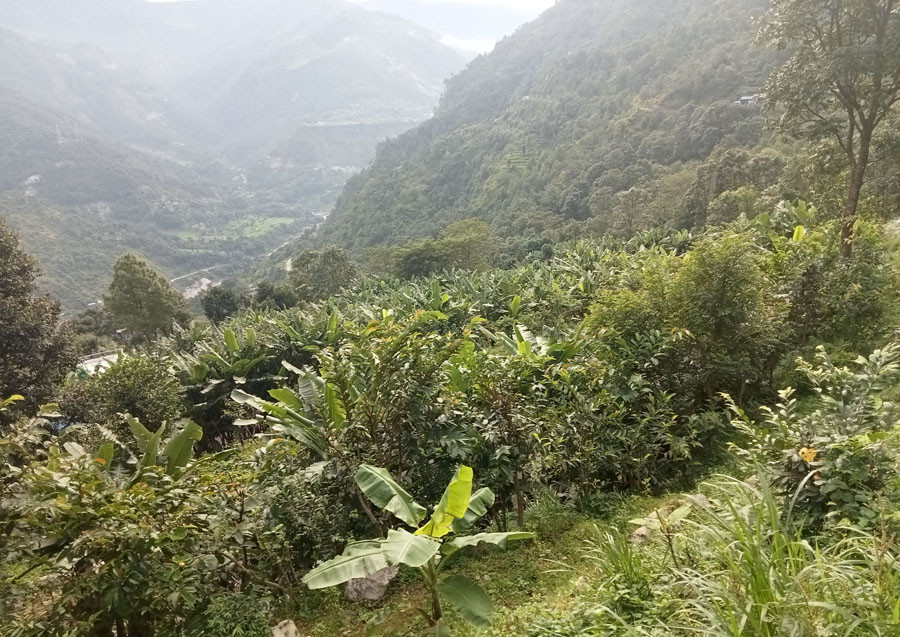 सातौं कृषि गणना भोलिदेखिः परिणाम आउन ५० दिन लाग्ने