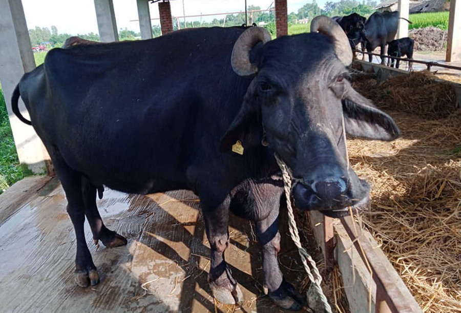 गाउँकै मेहनतले उत्रदैछ विदेश जाँदाको ऋण