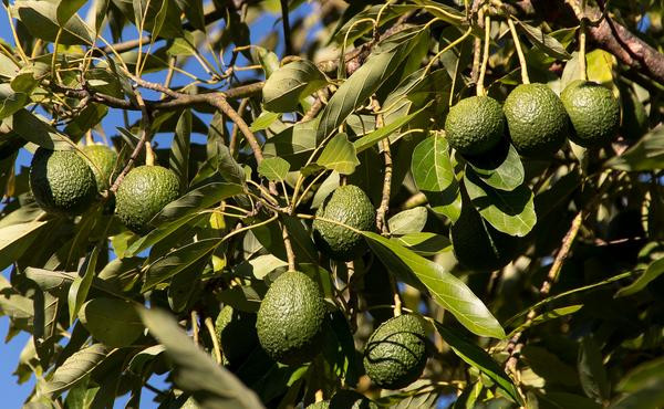 कृषिमा आत्मनिर्भर बन्न सामुदायिक फार्म सञ्चालन