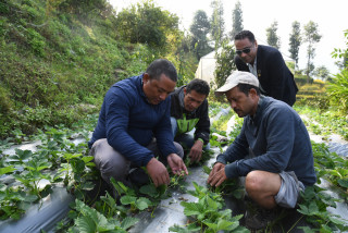 सार्वजनिक जमिनमा सामूहिक खेती