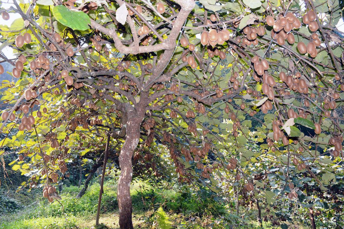 लटरम्म किवी