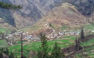 जुम्लाका किसान स्याउका बिरुवा बाहिरी जिल्ला निर्यात गर्दै