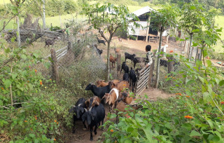 मेहनत गरे हुने रहेछ, बाख्रापालनमा बढ्दैछन् किसान