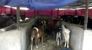 कृषिमा स्थानीय अनुदान : रोजगारी बढ्यो, विदेशिने रोकिए