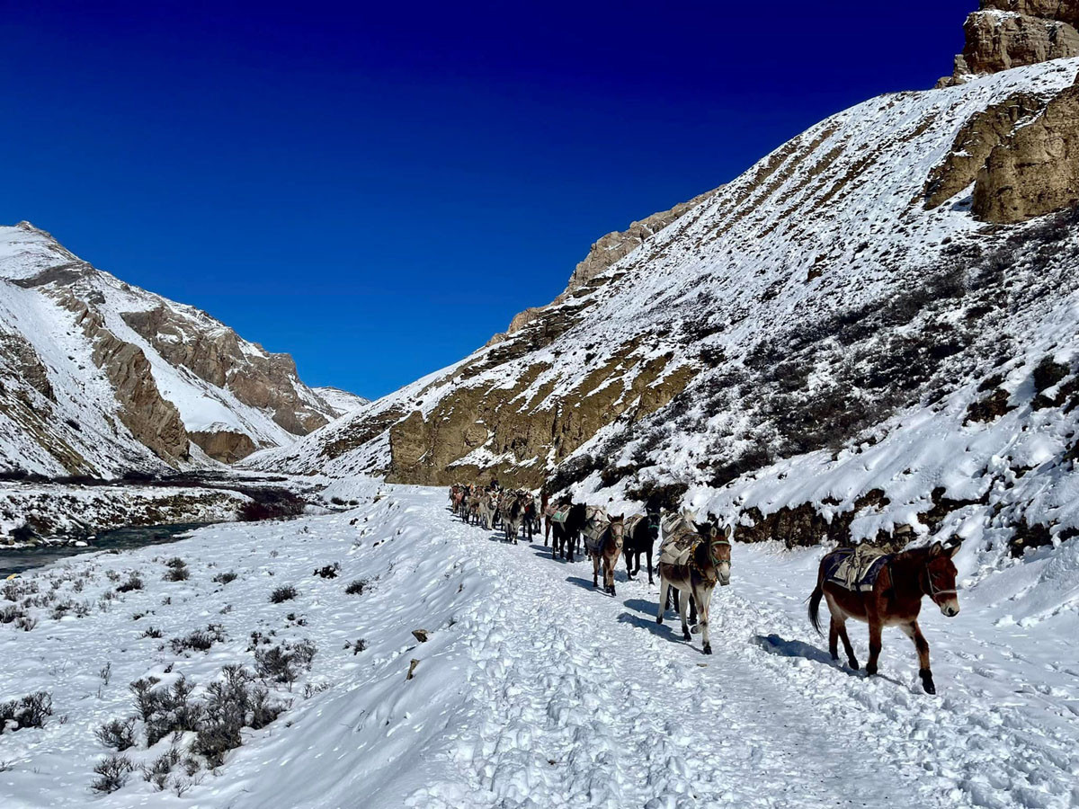 सामग्री ढुवानीमा खच्चड र चौरीकै भर