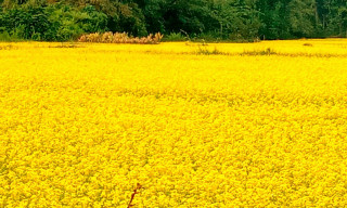 अनुदानले तोरीमा किसानको आकर्षण, विस्तार गर्दै खेती