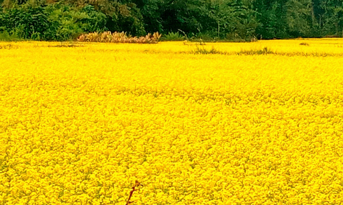 अनुदानले तोरीमा किसानको आकर्षण, विस्तार गर्दै खेती