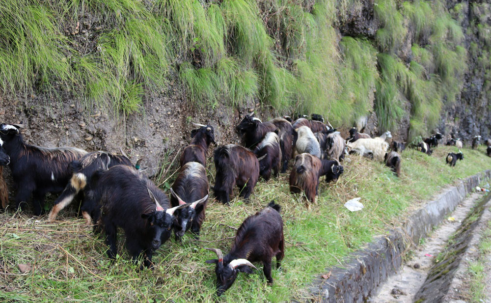 युएईबाट फर्किएर पशुपालन र तरकारी खेती, मासिक २ लाख ४० हजार आम्दानी