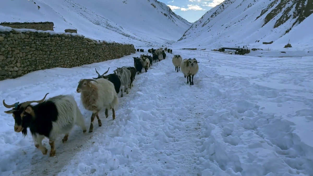 हिउँको बाटोमा भेडा र च्याङग्रा