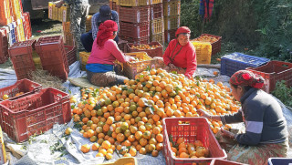 बेमौसममा बिक्री गर्न चिस्यान गृहमा सुन्तला भण्डारण