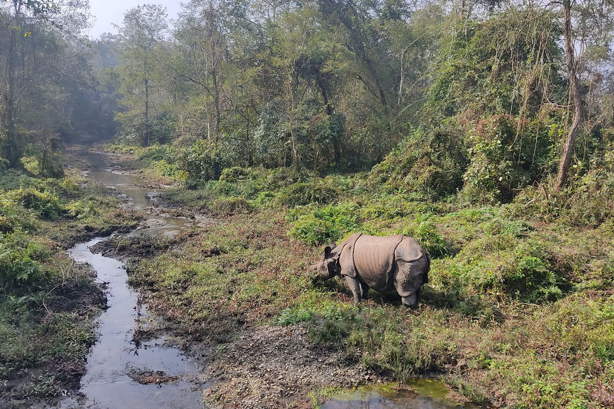 ढकाहा वनभित्र गैँडा