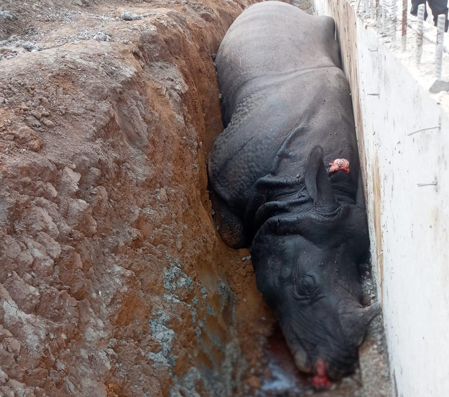 गैंडा मरेको विषयमा निर्माण व्यवसायीलाई गैरकानूनी कारबाही अगाडि बढाइएको भन्दै महासंघको आपत्ति 
