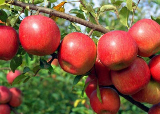 स्याउ किसानले पाए क्षतिपूर्ति