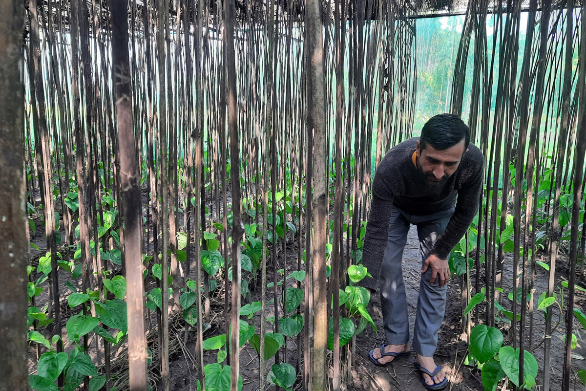 झापामा पान खेती