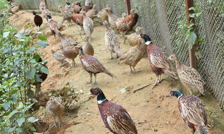 बैंकको जागिर छाडेर व्यावसायिक कालिजपालन