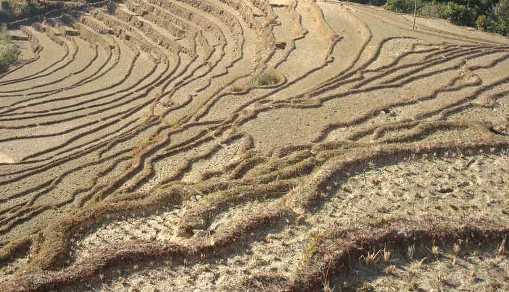 बाँझो जग्गामा खेती गर्न चक्लाबन्दी