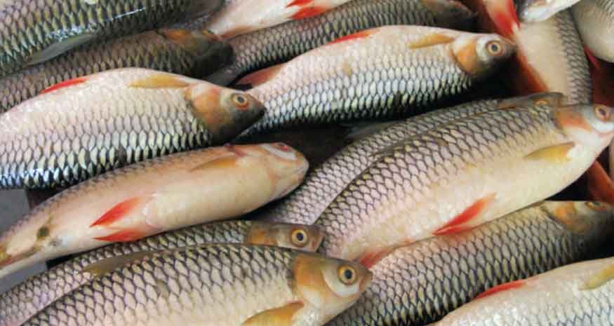 पाहुनालाई कोसेली बन्दै म्याग्दीको असला माछा