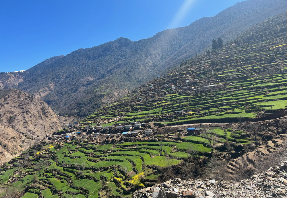 जाजरकोट बारेकोटमा गहुँबाली
