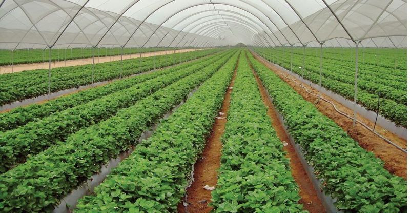 ‘किसान कल सेन्टर’मा गुनासो आउने क्रम बढ्दो