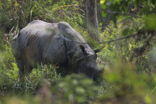 ३८ वर्षमा एक सय नौ गैँडा स्थानान्तरण, विभिन्न देशलाई २६ उपहार