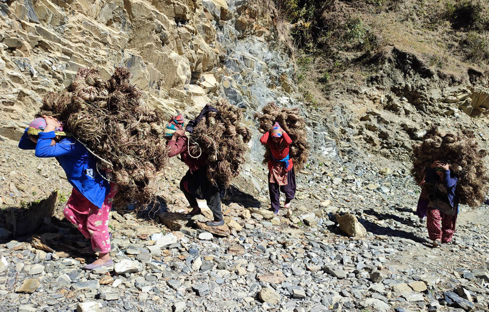 अल्लो किन्ने हो?