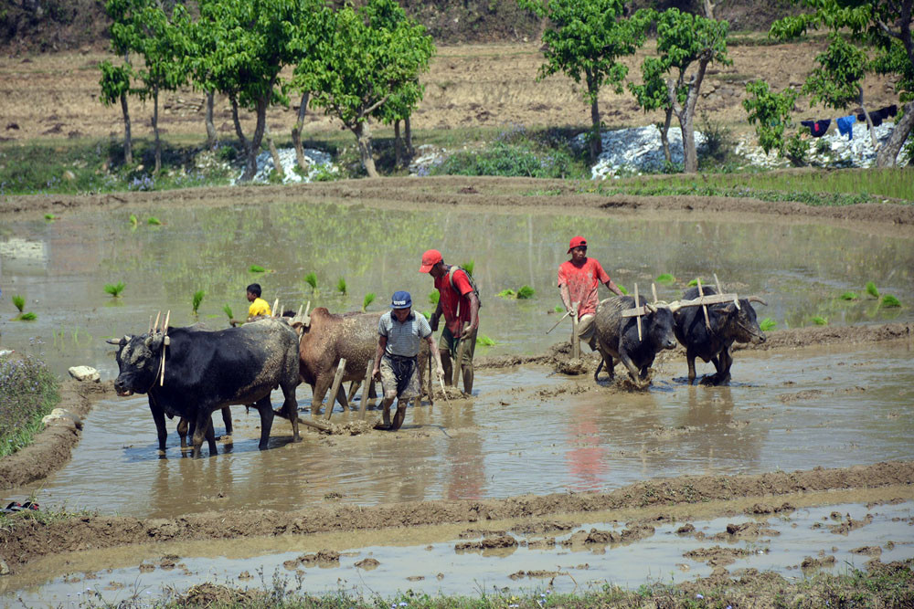 धान रोप्ने बेलामा मलको हाहाकार, किसान भन्छन् - अरु हैन मल देऊ